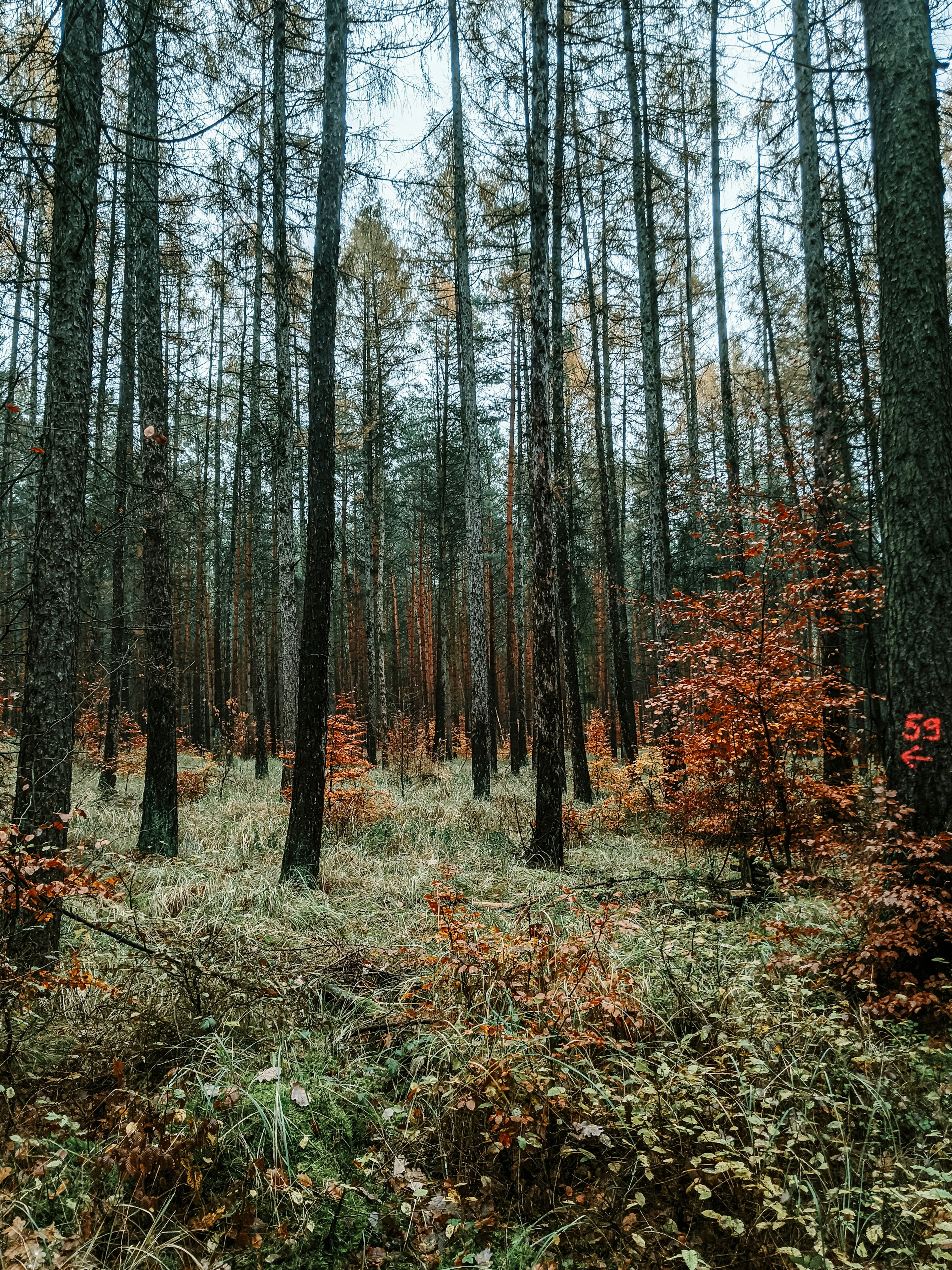 low angle photo of trees